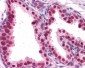 FOXA2 Antibody (C-Terminus)