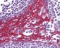 FOXO3 / FOXO3A Antibody (C-Terminus)