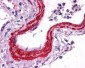 ACTA2 / Smooth Muscle Actin Antibody (N-Terminus)