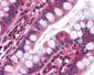 HTR3A / 5-HT3A Receptor Antibody (Internal)