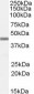 CEM15 / APOBEC3G Antibody (C-Terminus)