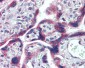 FMR1 / FMRP Antibody (C-Terminus)