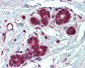 IDE Antibody (Internal)