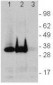 LAT Antibody (clone LAT.10-17 (10-17))