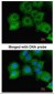 GAPDH Antibody