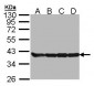 GAPDH Antibody