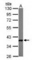 GAPDH Antibody