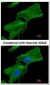 ACTB / Beta Actin Antibody