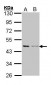 ACTB / Beta Actin Antibody