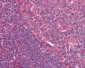 CD80 Antibody (clone 2A2)