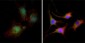 CTNNB1 / Beta Catenin Antibody (clone 4D5)