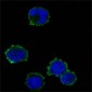 CD247 / CD3 Zeta Antibody (clone 4B10)