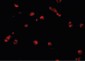 PDCD5 Antibody (C-Terminus)