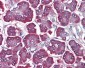 PDCD5 Antibody (C-Terminus)