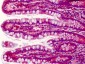 PDCD5 Antibody (C-Terminus)