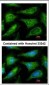 YES1 / c-Yes Antibody