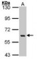 YES1 / c-Yes Antibody