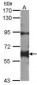 YES1 / c-Yes Antibody