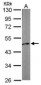 ACTA1 / ASMA Antibody