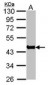 ACTA1 / ASMA Antibody