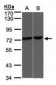 VRL1 / TRPV2 Antibody