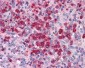 HNE / Neutrophil Elastase Antibody