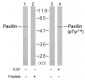 PXN / Paxillin Antibody (Tyr118)