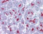 EMA / MUC1 Antibody