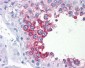 ART3 Antibody (clone 3A2)