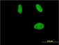 CBFA1 / RUNX2 Antibody (clone 1D2)