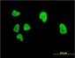 CBFA1 / RUNX2 Antibody (clone 3F5)