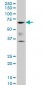 CBFA1 / RUNX2 Antibody (clone 3F5)