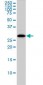 CLIC1 / NCC27 Antibody (clone 2D4)