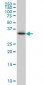 CRYM Antibody (clone 6B3)