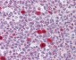 TSC22D3 / GILZ Antibody (clone 3A5)