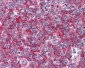 GBP1 Antibody (clone 4D10)