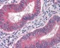 GBP1 Antibody (clone 4D10)