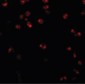 NALP3 / NLRP3 Antibody (N-Terminus)