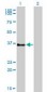 GPR3 Antibody (clone 3B4-G3)