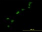 HMG1 / HMGB1 Antibody (clone 1D5)
