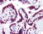 HMG1 / HMGB1 Antibody (clone 1D5)