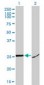 HMG1 / HMGB1 Antibody (clone 1D5)