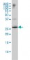 HMG1 / HMGB1 Antibody (clone 1D5)