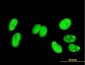 HMG1 / HMGB1 Antibody (clone 1B11)