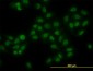HMG1 / HMGB1 Antibody (clone 2F6)