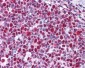 HMG1 / HMGB1 Antibody (clone 2F6)