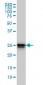 HMG1 / HMGB1 Antibody (clone 2F6)