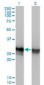 HMG1 / HMGB1 Antibody (clone 2F6)