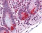 PDIA2 Antibody (Internal)