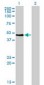 PAX2 Antibody (clone 3C7)